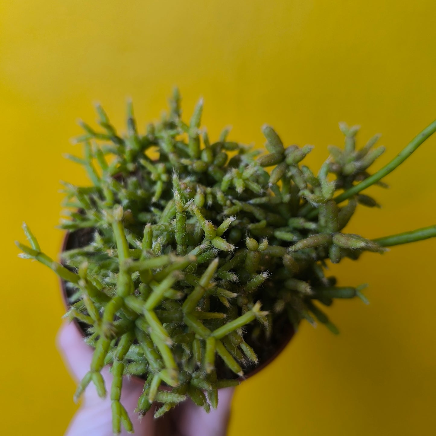 Mistletoe Cactus - Small