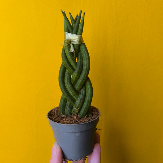 Snake Plant - Mini's