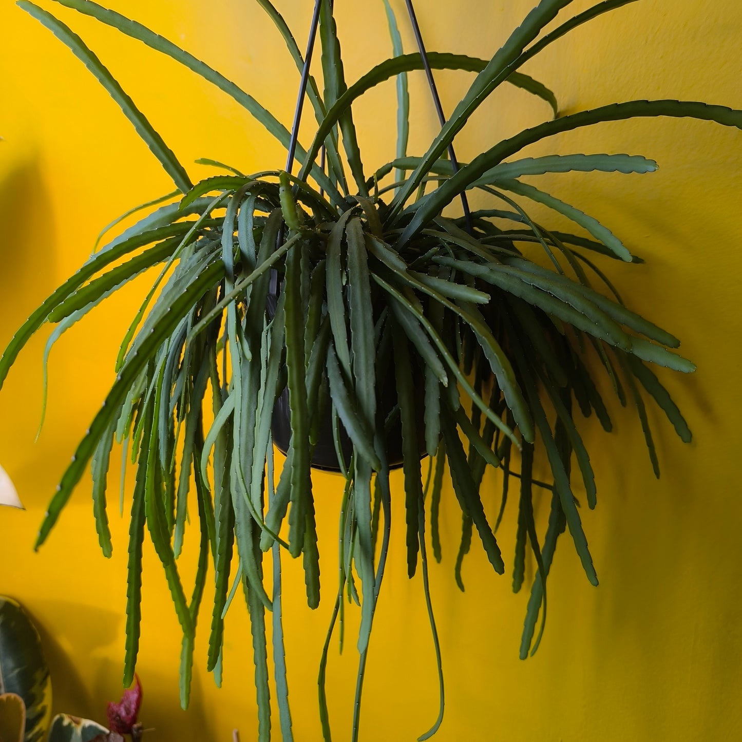 Bolivian Cactus - Mini or Large