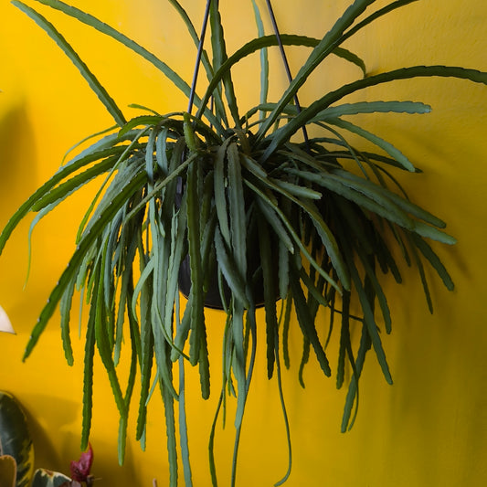 Bolivian Cactus - Mini or Large