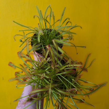 Carnivorous Cape Sundews - Small