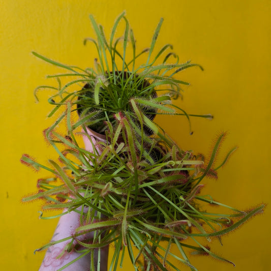 Carnivorous Cape Sundews - Small