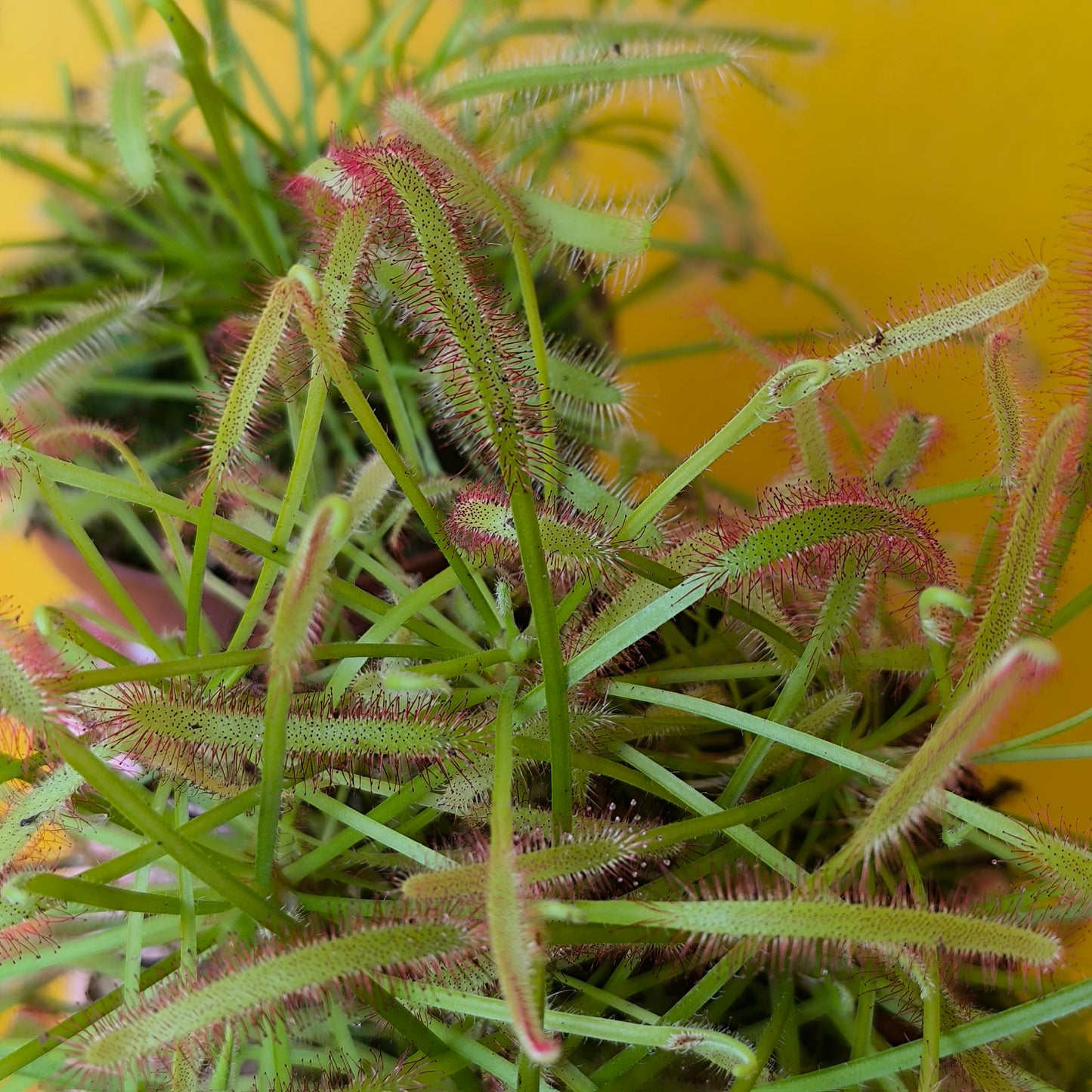 Carnivorous Cape Sundews - Small