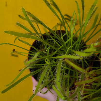 Carnivorous Cape Sundews - Small
