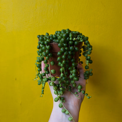 String of Pearls - Medium