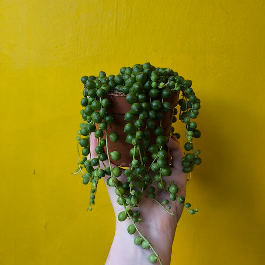 String of Pearls - Medium