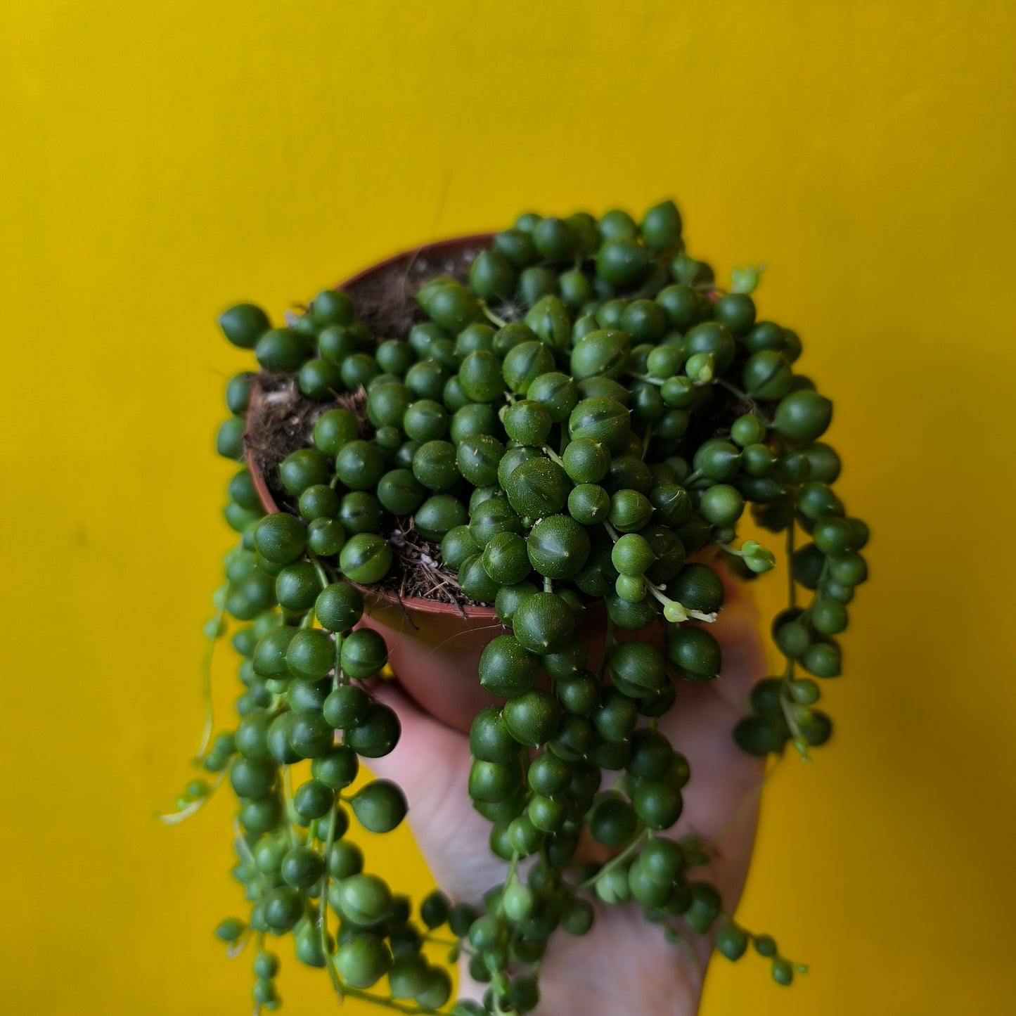 String of Pearls - Medium
