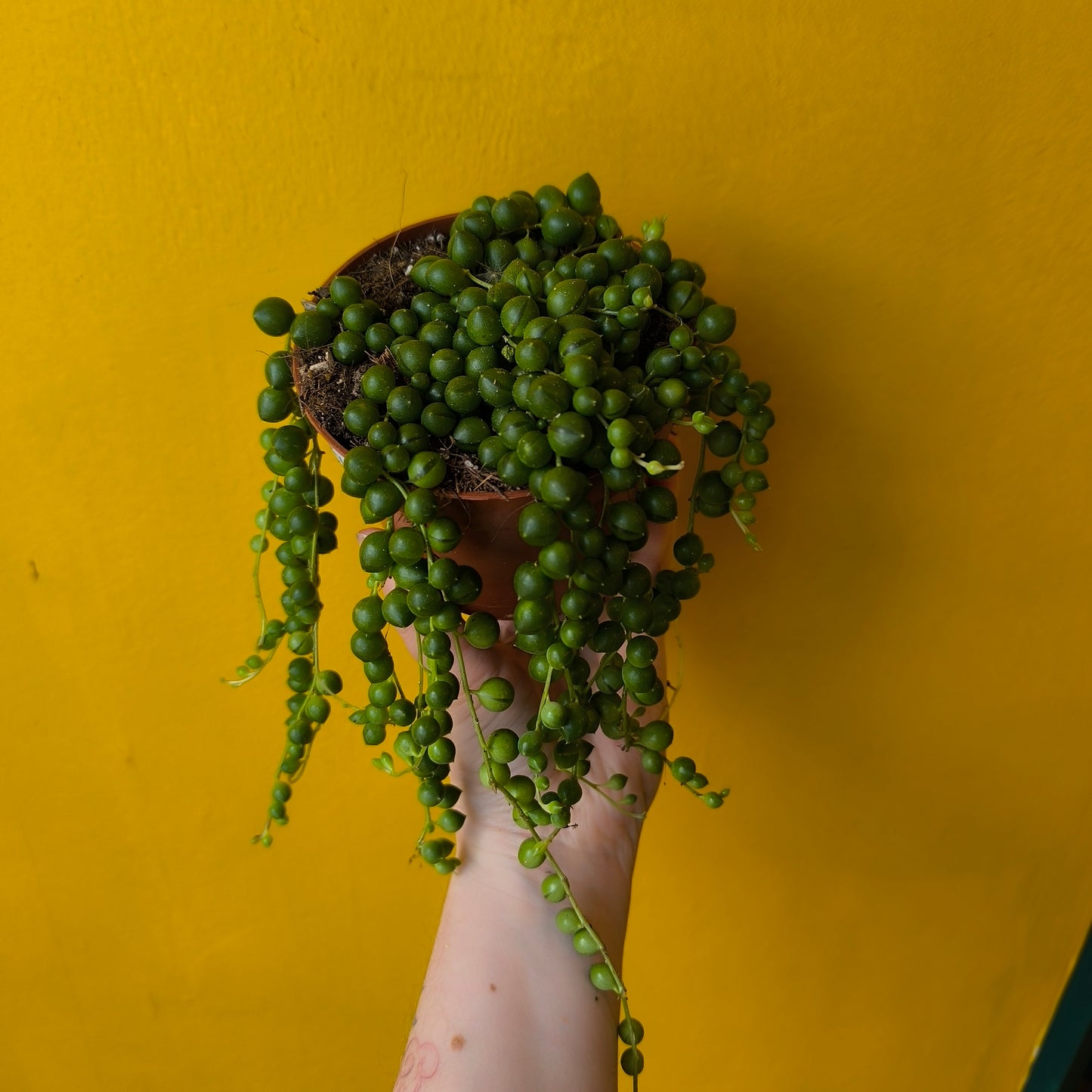 String of Pearls - Medium