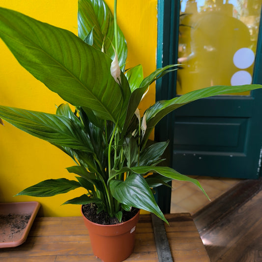 Peace Lily 'Sweet Chico'- Medium