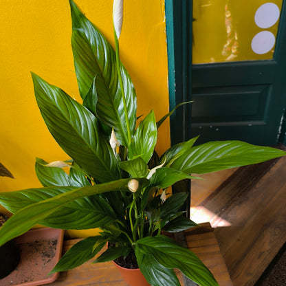 Peace Lily 'Sweet Chico'- Medium