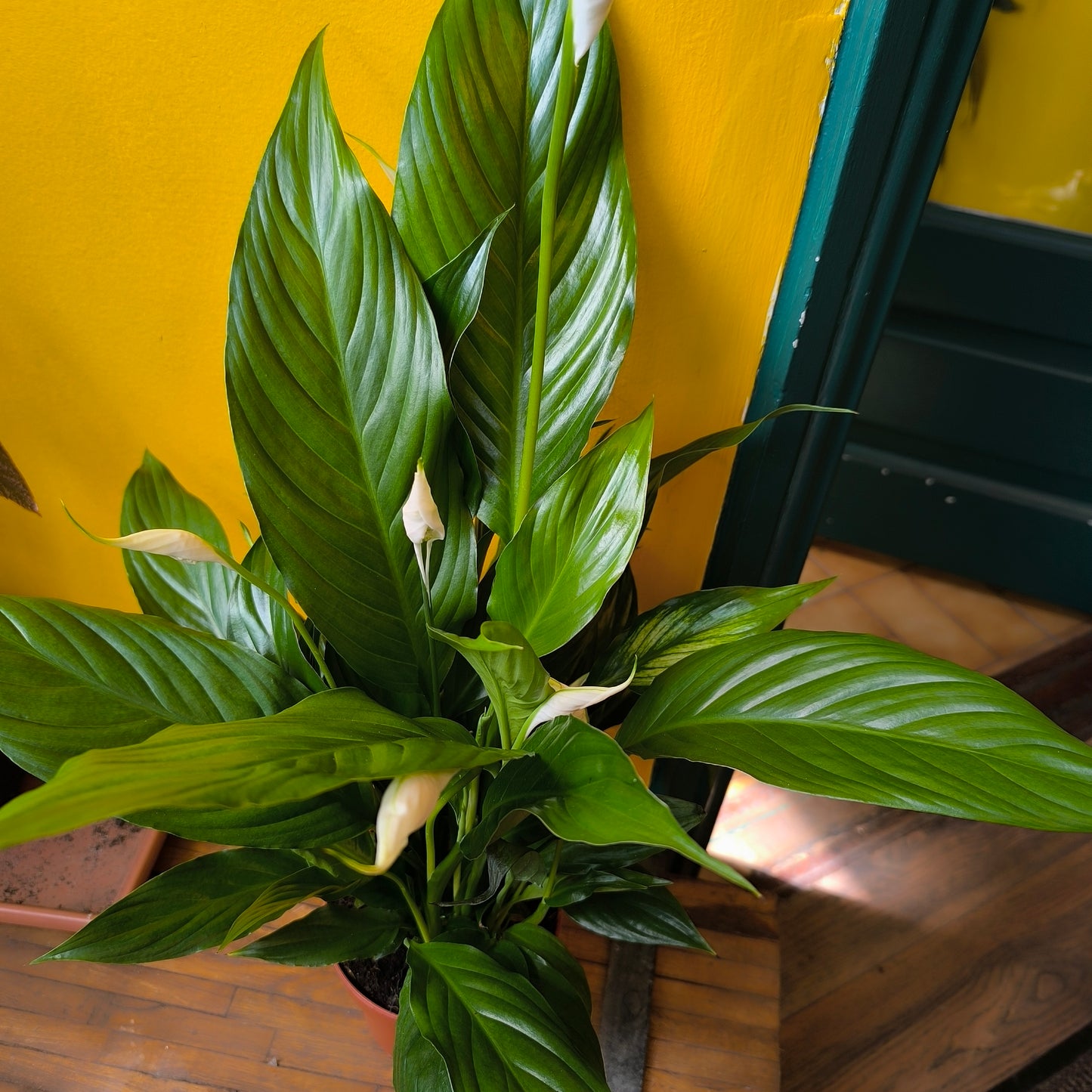 Peace Lily 'Sweet Chico'- Medium