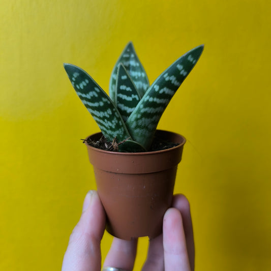 Aloe variegata `Tiger` - Mini