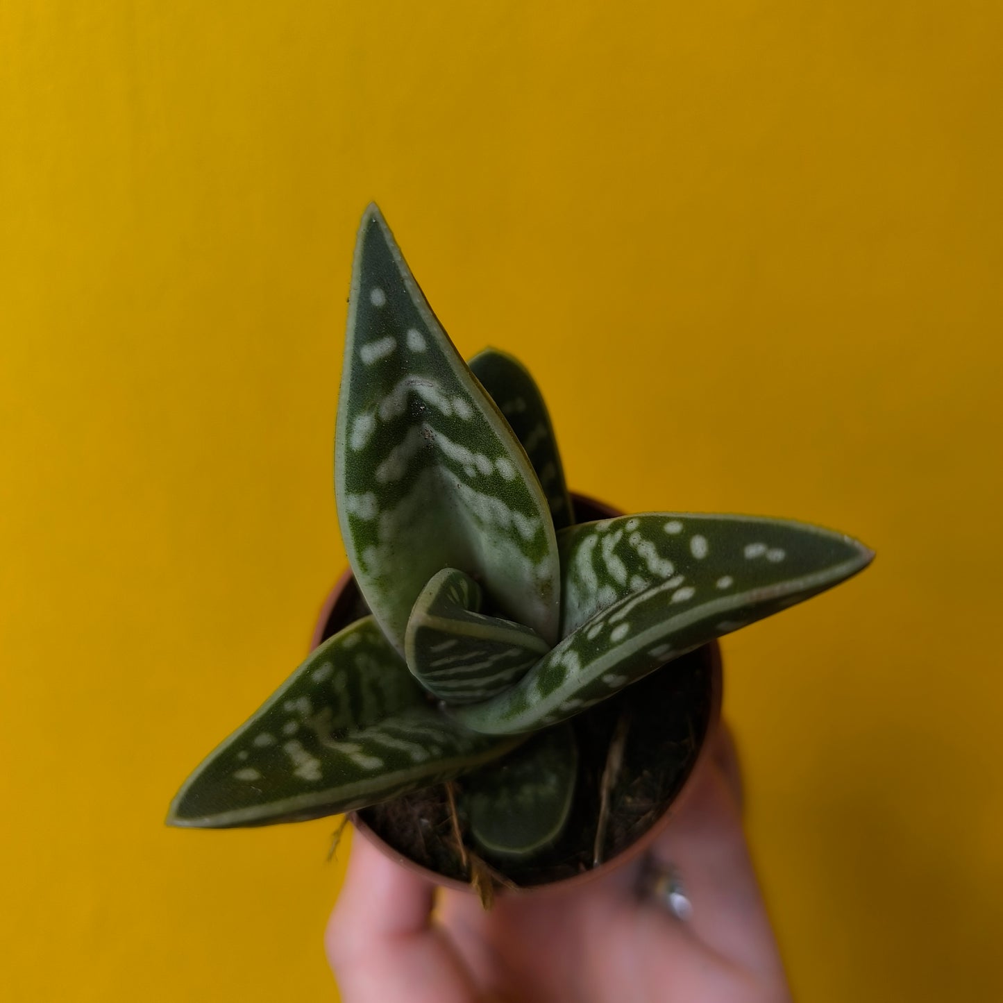 Aloe variegata `Tiger` - Mini