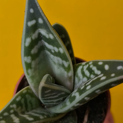 Aloe variegata `Tiger` - Mini