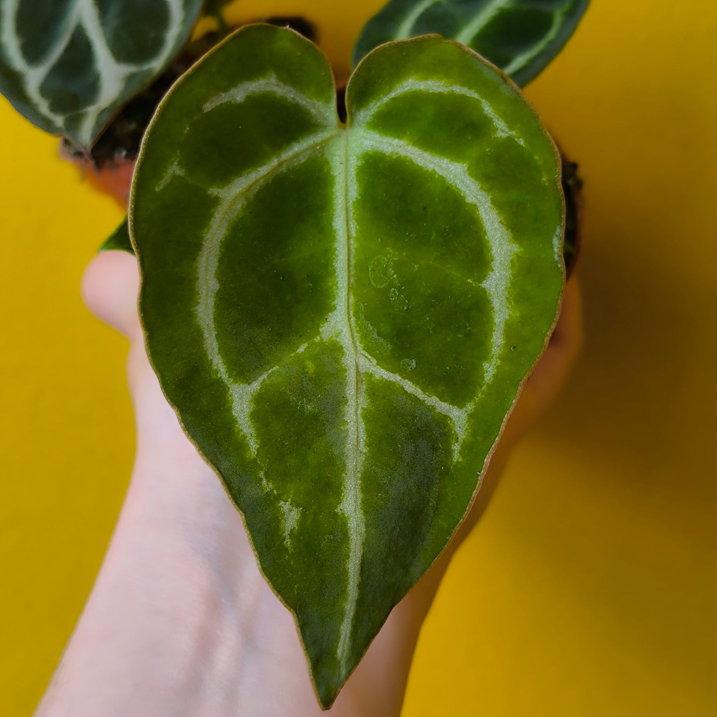 Anthurium Special - Minis'