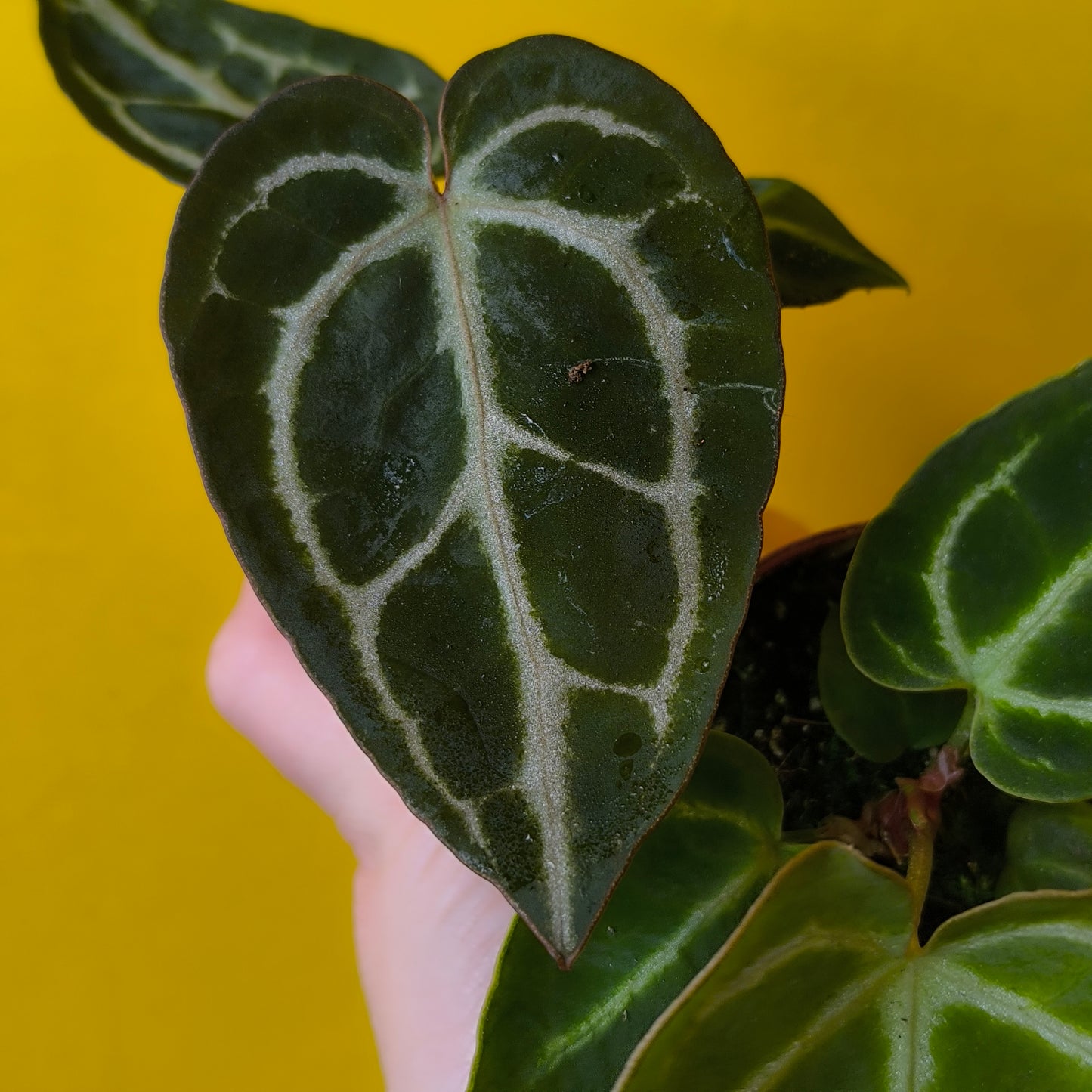 Anthurium Special - Minis'