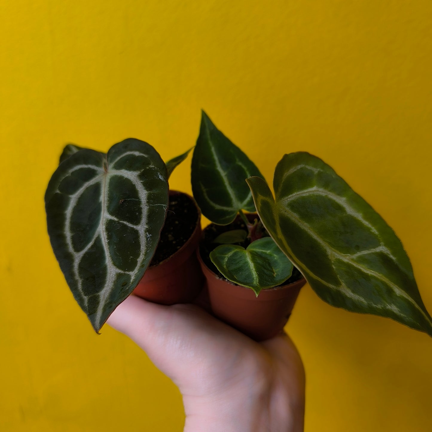 Anthurium Special - Minis'