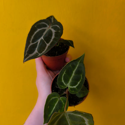 Anthurium Special - Minis'