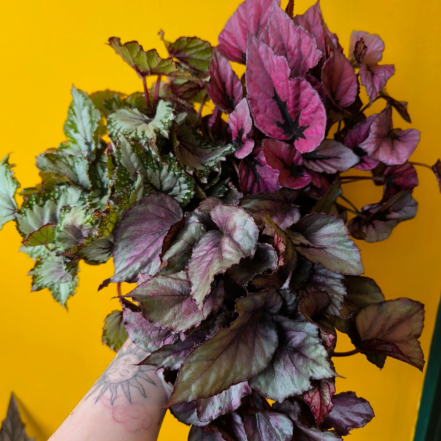 Begonia Rexs' - Medium