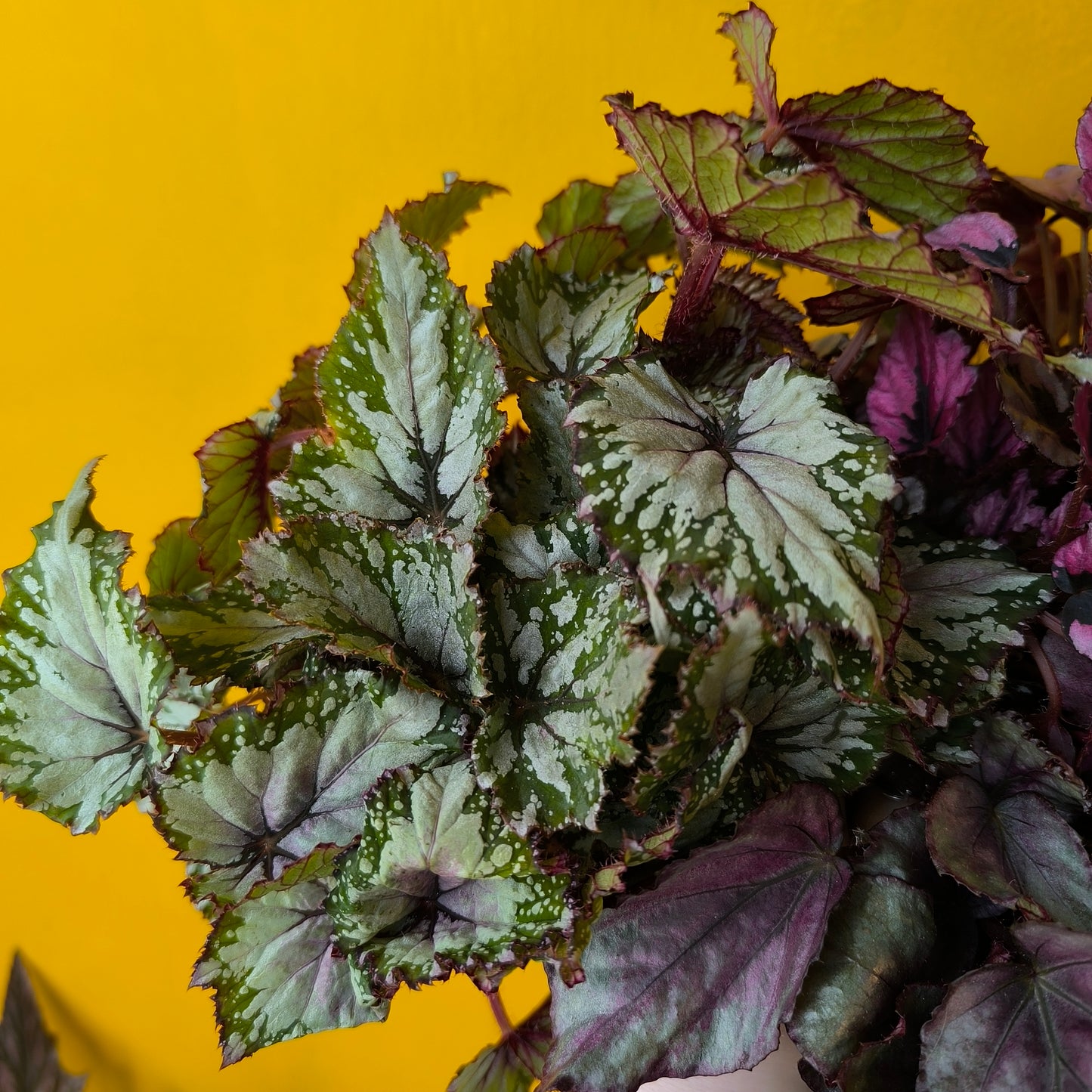 Begonia Rexs' - Medium
