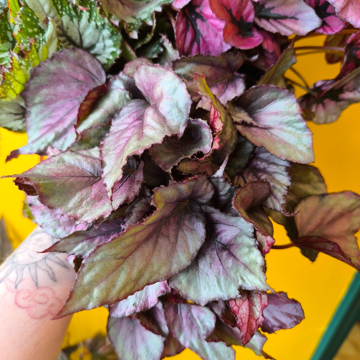 Begonia Rexs' - Medium