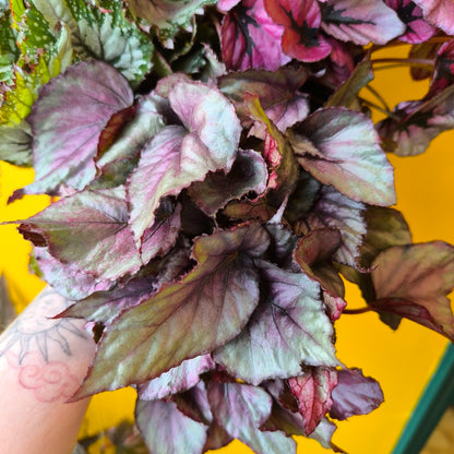 Begonia Rexs' - Medium