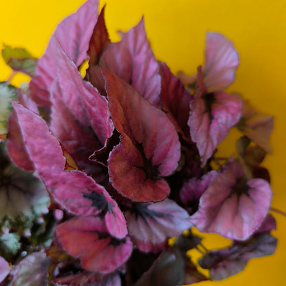 Begonia Rexs' - Medium