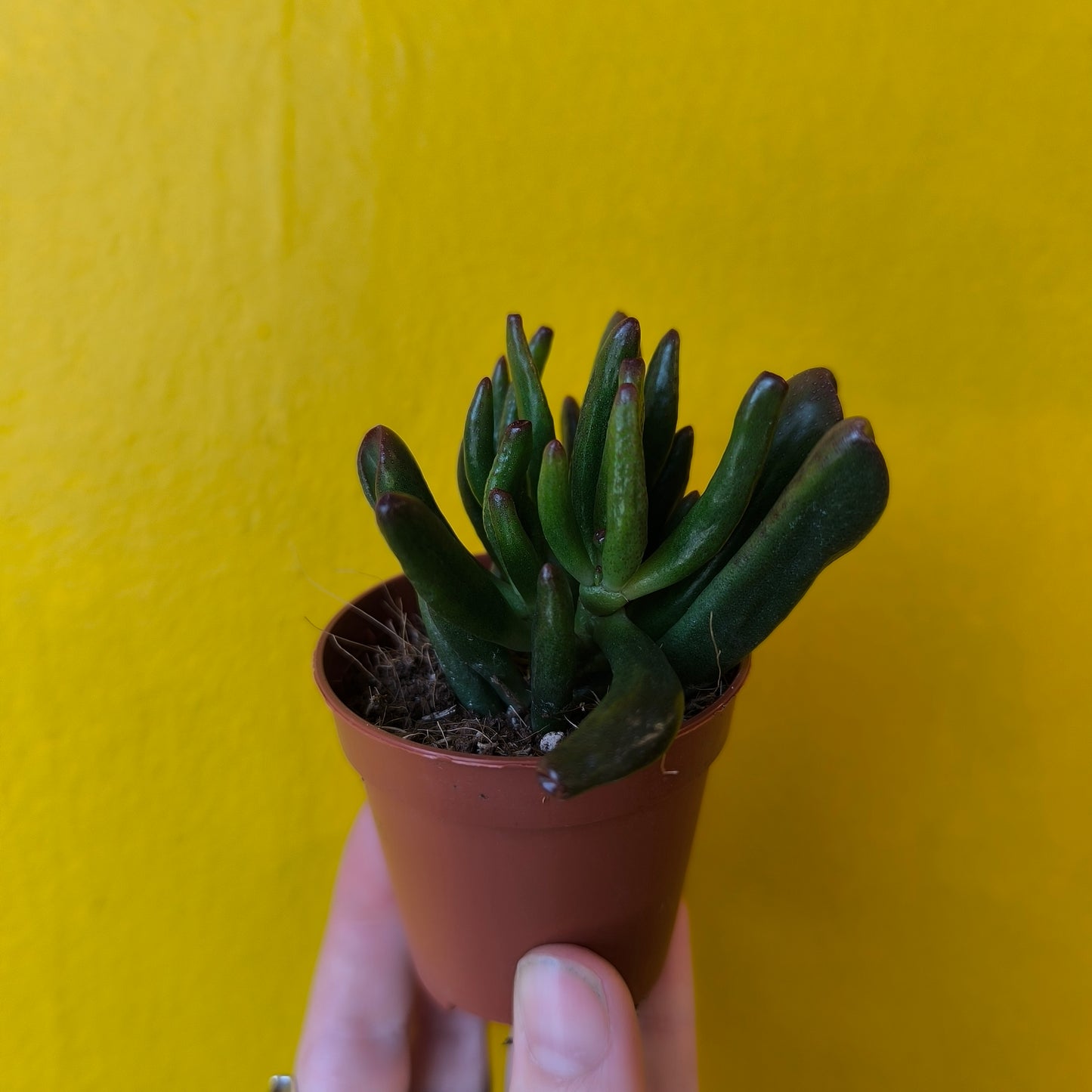 Money/Jade Plant 'Horn Tree'- Minis