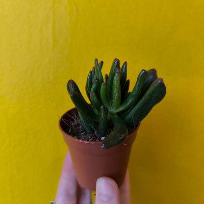 Money/Jade Plant 'Horn Tree'- Minis
