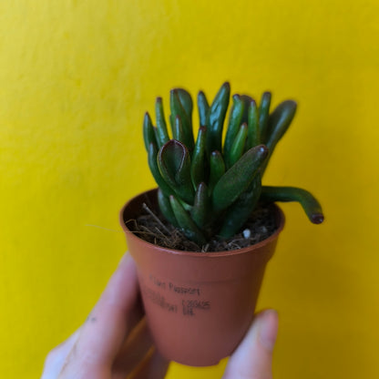 Money/Jade Plant 'Horn Tree'- Minis