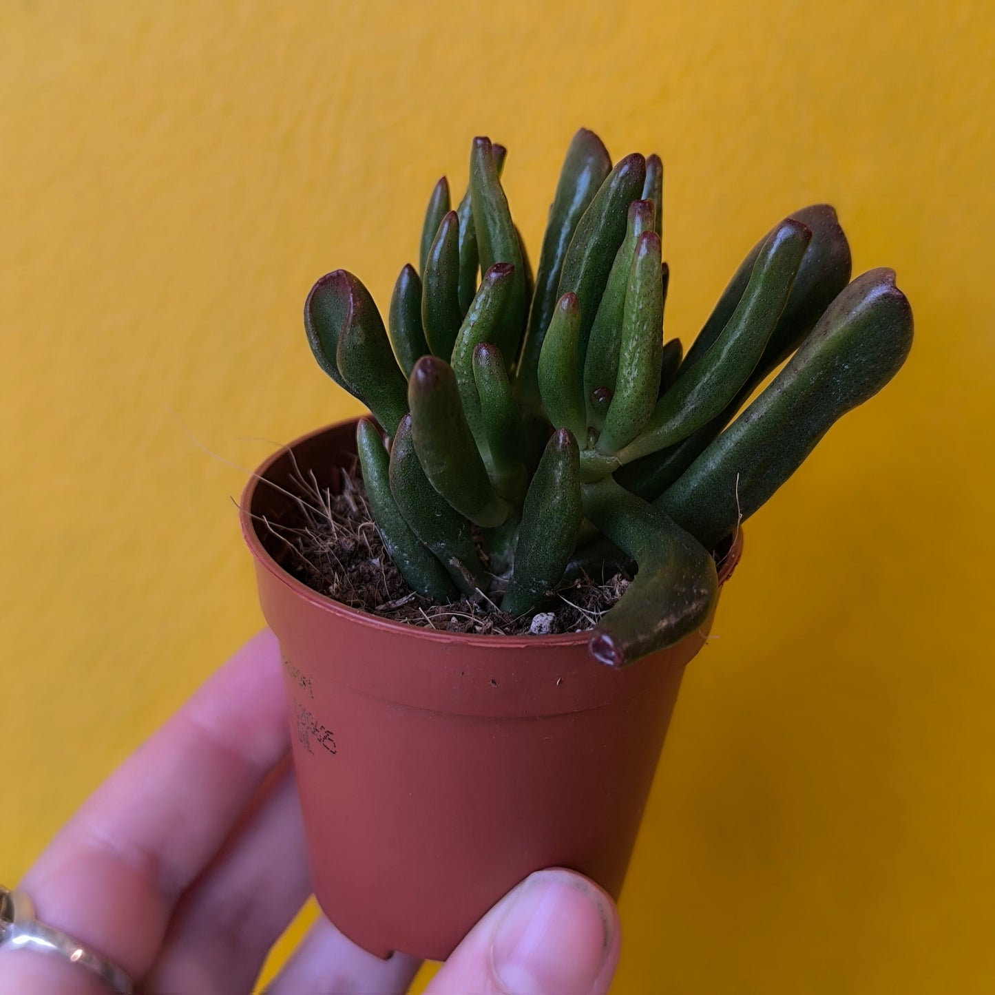 Money/Jade Plant 'Horn Tree'- Minis
