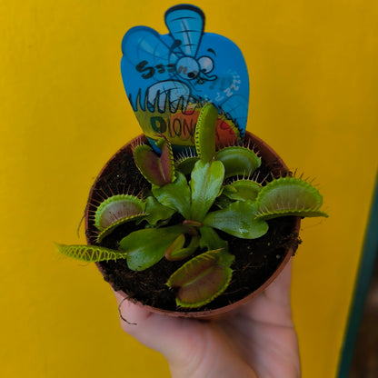 Carnivorous Venus Fly Trap