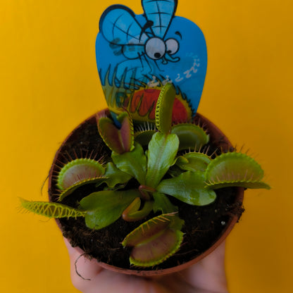 Carnivorous Venus Fly Trap