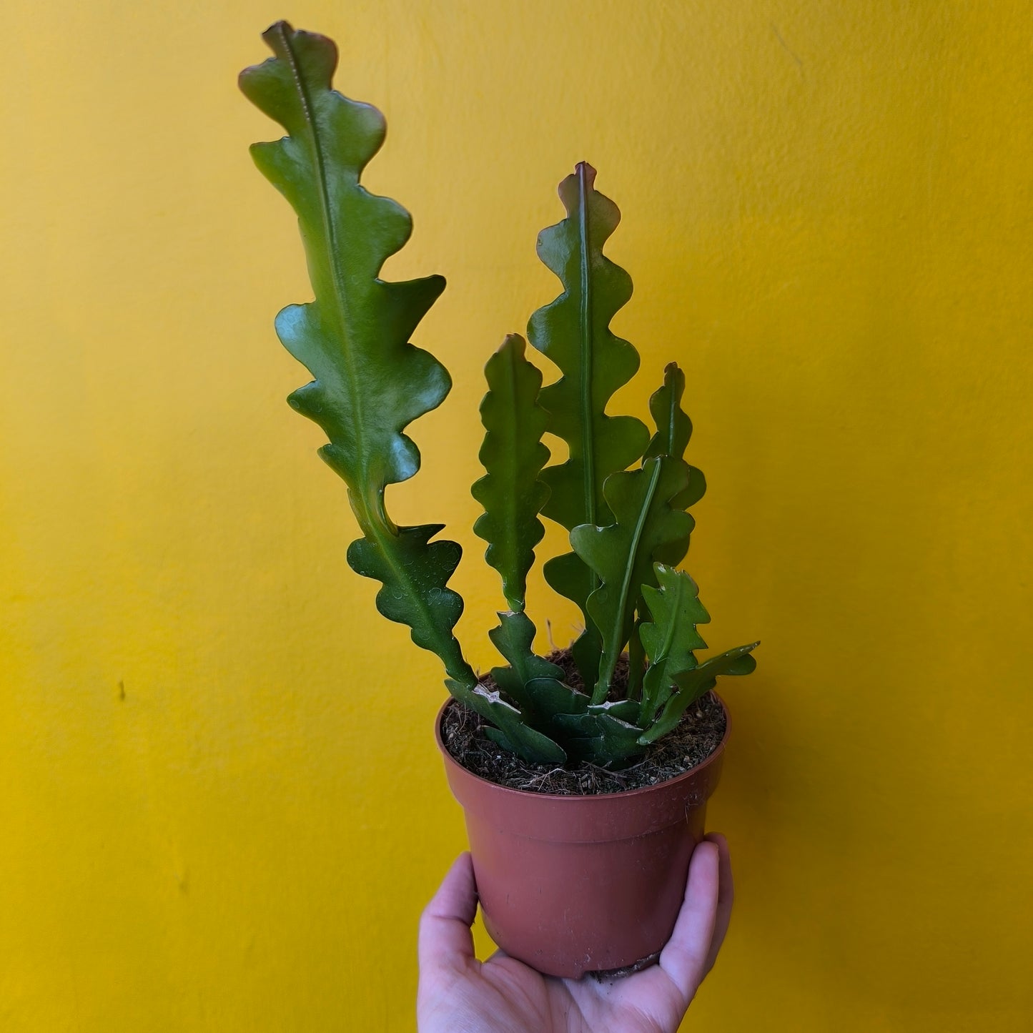 Fishbone/Zig-Zag Cactus - Medium