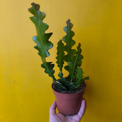 Fishbone/Zig-Zag Cactus - Medium