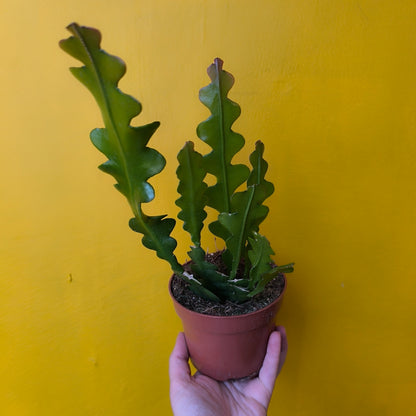 Fishbone/Zig-Zag Cactus - Medium