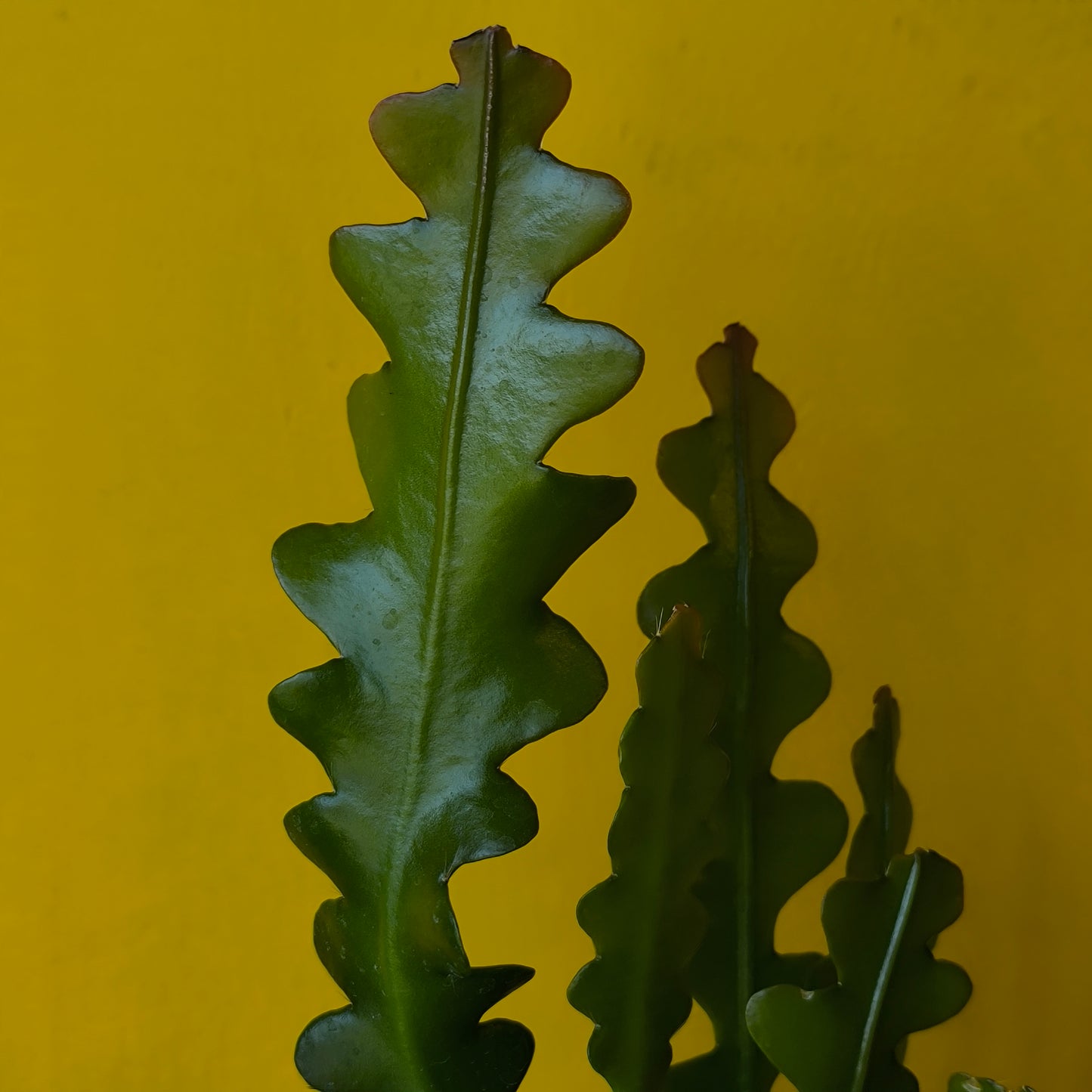 Fishbone/Zig-Zag Cactus - Medium