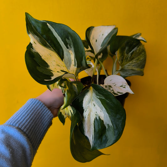 Pothos `Manjula` - Medium