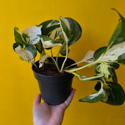 Pothos `Manjula` - Medium