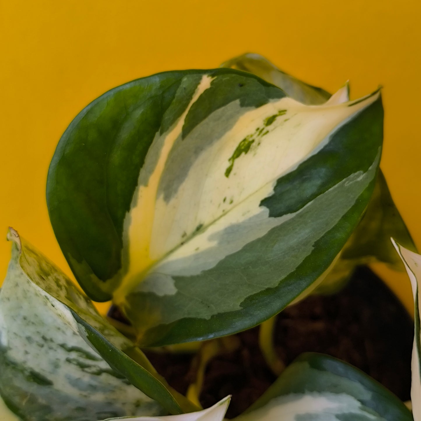 Pothos `Manjula` - Medium