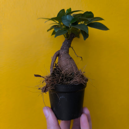 Ficus Ginseng - Mini