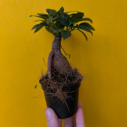 Ficus Ginseng - Mini