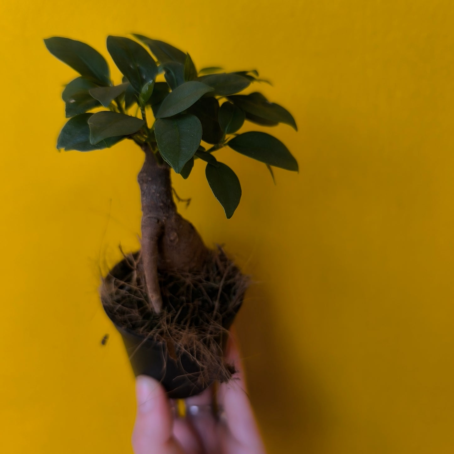 Ficus Ginseng - Mini