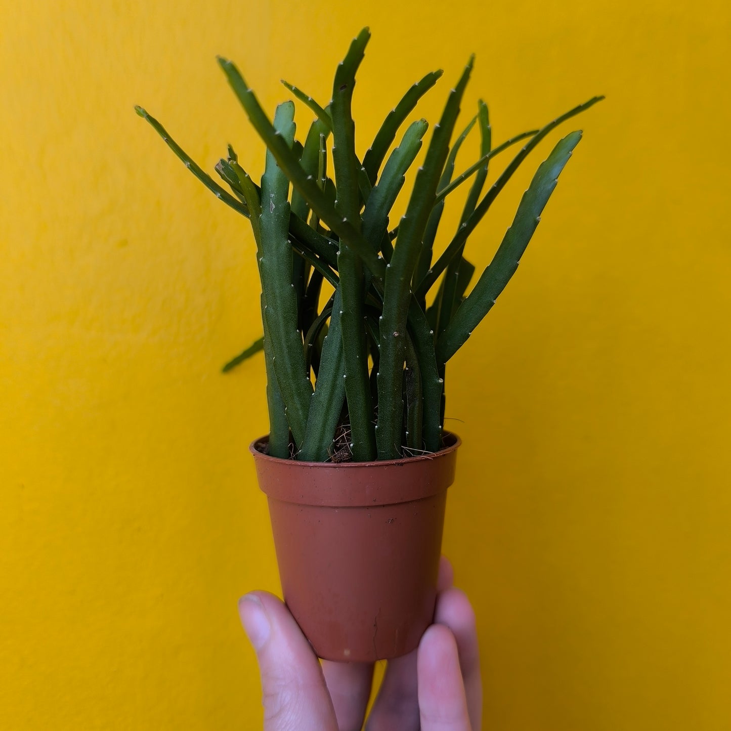 Bolivian Cactus - Mini or Large