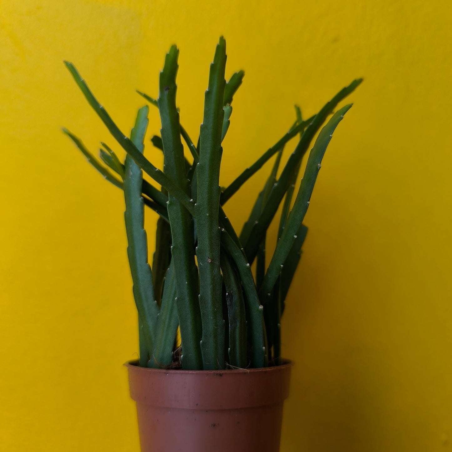 Bolivian Cactus - Mini or Large