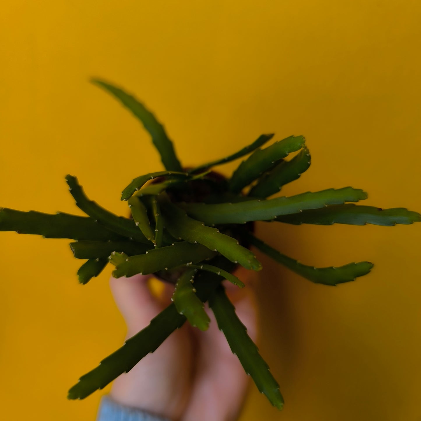 Bolivian Cactus - Mini or Large