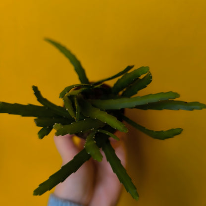 Bolivian Cactus - Mini or Large