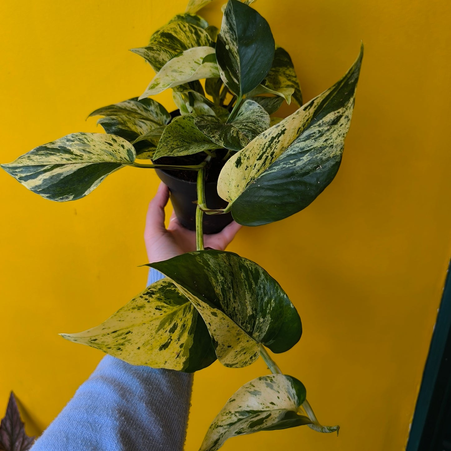 Pothos 'Snow Leopard' - Medium