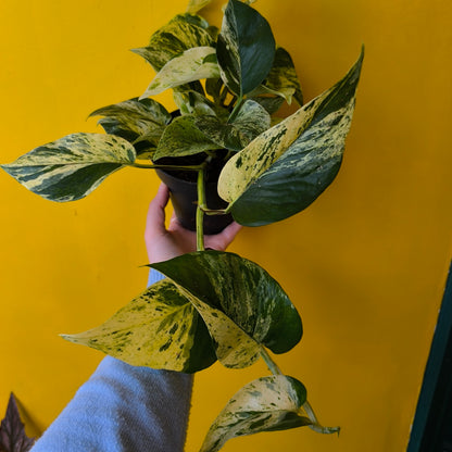 Pothos 'Snow Leopard' - Medium