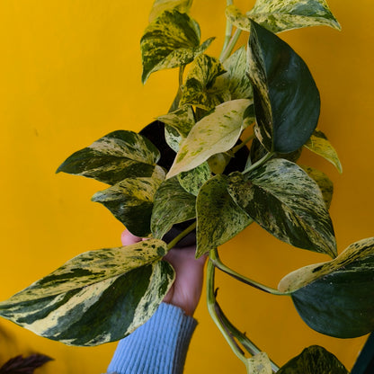 Pothos 'Snow Leopard' - Medium